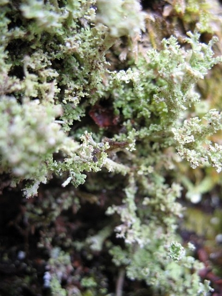 Lichens 3